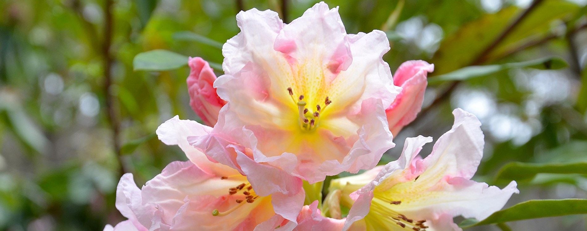 Connect Coaches Garden Tours Image -62b992a2c2f4a